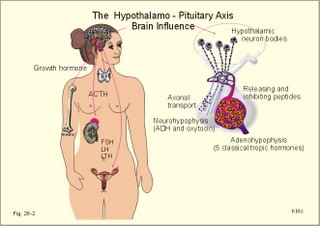 The hypothalamo-pituitary axis