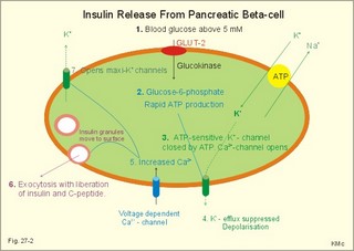 insulin release