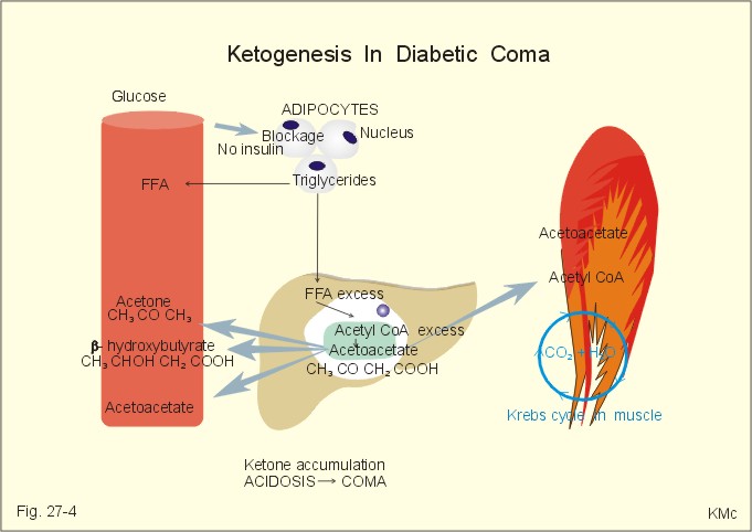 Sex And Depot Differences In Adipocyte Insulin Sensitivity And Glucose Metabolism