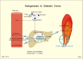 free fatty acids