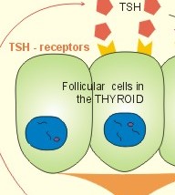 chapter1 cells