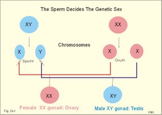 the sperm