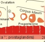 chapter1 cells