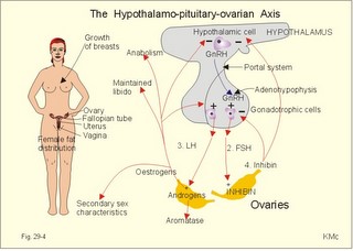 hypothalamic-pituitary-ovarian axis