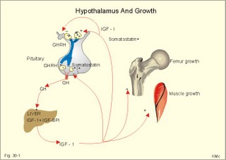 Pituitary GH