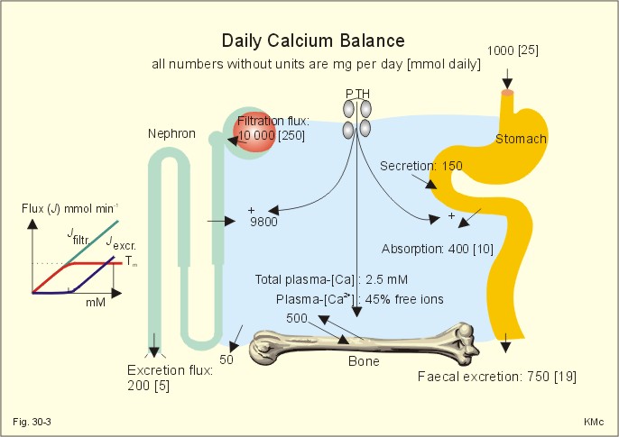 does calcitriol increase or decrease calcium levels