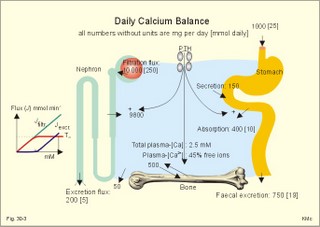 normal calcium transfer