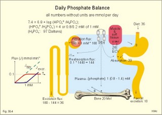 the daily phosphate balance