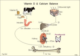 Vitamin D