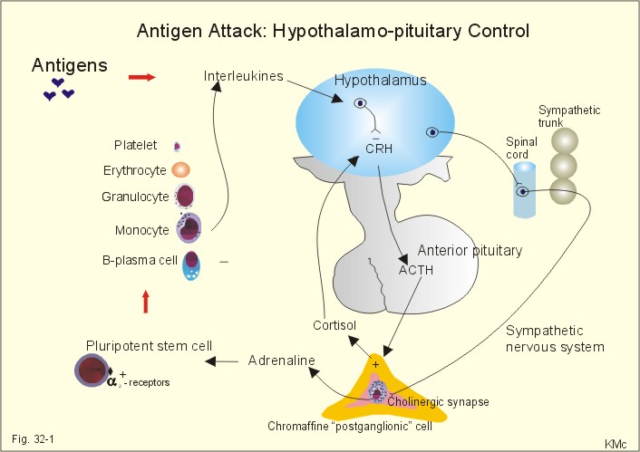 New Human Physiology Ch 32