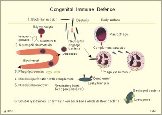 congenital immune defense