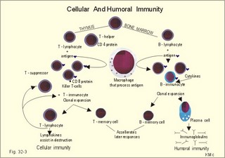 sensitized lymphocytes