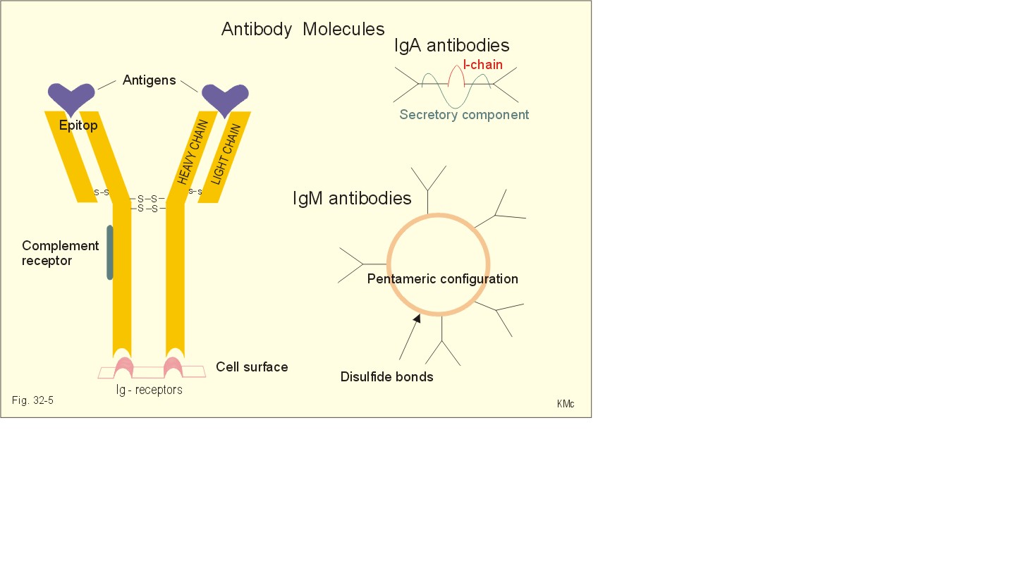 Иммуноглобулины iga igm igg. Antibody structure. Iga antibodies. Абзимы антитела. Молекула iga.