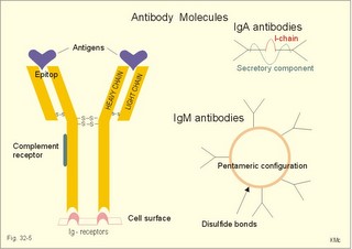 antibody molecule
