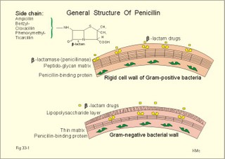 penicillin