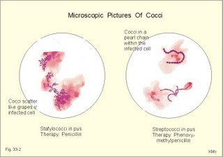 Staphylococci