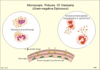 neisseria gonorrhoea