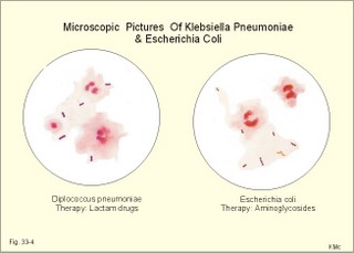 klebsiella pneumoniae