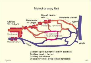 microcirculatory unit