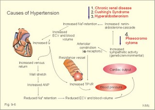 systemic hypertension