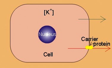 chapter1 cells