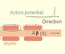 chapter1 cells