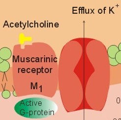 chapter1 cells