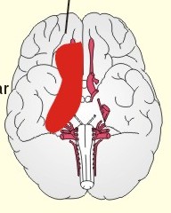 chapter1 cells