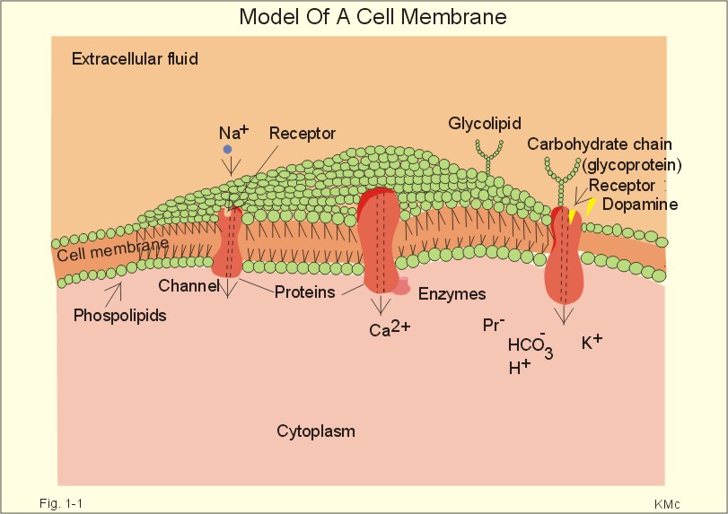 New Human Physiology Ch1