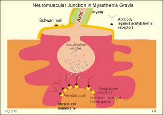 Neuromuscular junction with antibodies