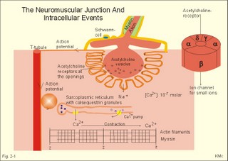 neuromuscular junction