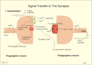 Synapse