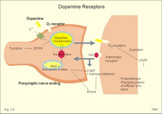 Dopamine receptors